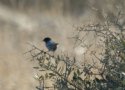 Cyprus Warbler