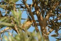 Olivaceous Warbler