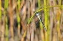 Southern Migrant Hawker