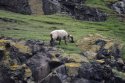 Boreray Black Faced Sheep