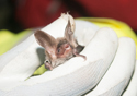 Bechstein Bat