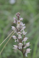 Common Spotted x Frog Orchid