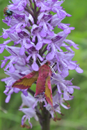 Military Orchid / Small Elephant Hawkmoth
