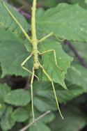 Prickly Stick insect
