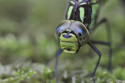 Pic of the Quarter - Southern Hawker