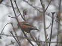 Two Barred Crossbill