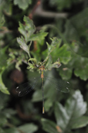 Willow Emerald