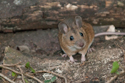 Yellow Necked Mouse