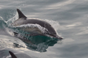 Long Beaked Common Dolphin