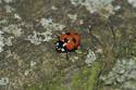 Scarce 7 Spot Ladybird