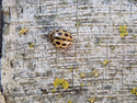 16 Spot Ladybird