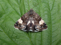 Four Spotted Moth