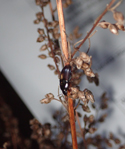 Wormwood moonshine beetle