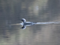 Black throated Diver