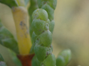 Common Glasswort