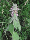 Downy Woundwort