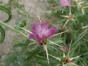 Red Star Thistle