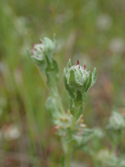 Red Tipped Cudweed