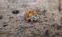 10 Spot Ladybird