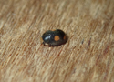 Ant Nest Ladybird