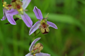 Bee Orchid var Cambrensis