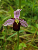 Bee orchids var fulvofusca