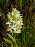 Early Marsh orchid var ochrellouca