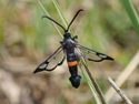 Large Red Belted Clearwing