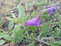 Purple vipers bugloss