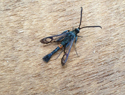Red Belted Clearwing