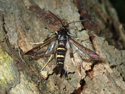 Sallow Clearwing