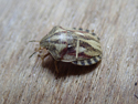 Tortoise shieldbug