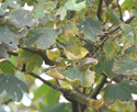 Tennessee warbler