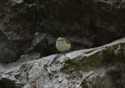 Yellow Browed Warbler