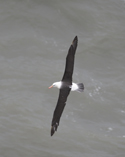 Black browed albatross