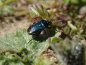 Blue Shieldbug