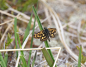 Chequered skippers