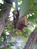 Geoffroy's Bat