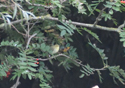 Green Warbler