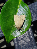 Marsh Mallow Moth