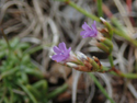 Western rock sea lavender