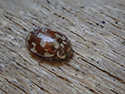 18 Spot ladybird