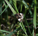 4 Spotted Moth