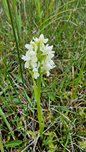 Early Marsh Orchid form ochroleuca