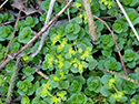 opposite leaved saxifrage