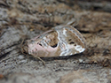 Rosy Marbled