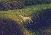 The Horse from the Air