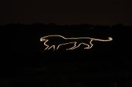 Lion Illuminated