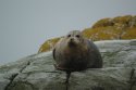 Common Seal