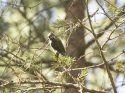 Crested Tit